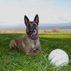 Malinois