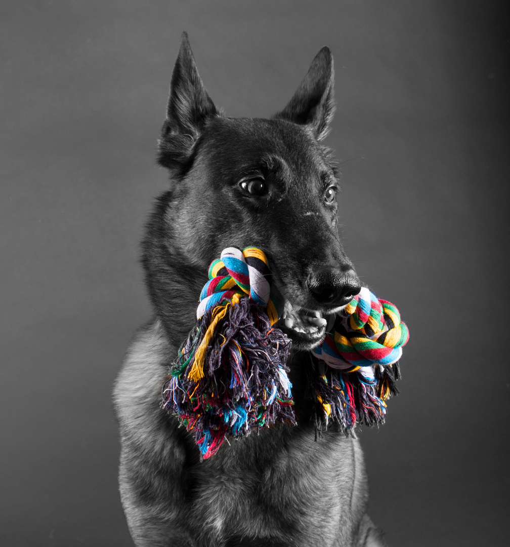 Malinois Edox im Studio