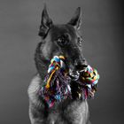 Malinois Edox im Studio