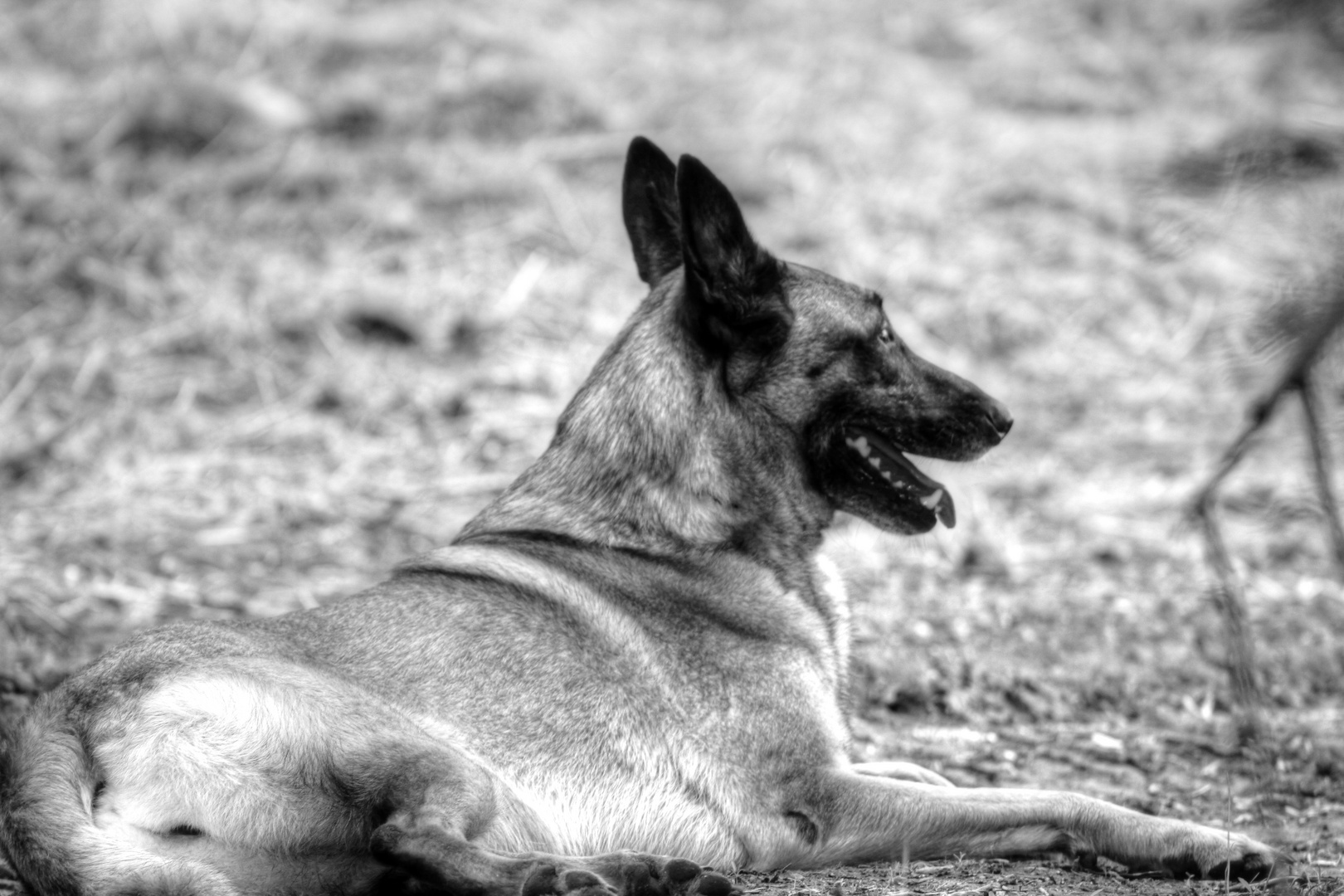 Malinois