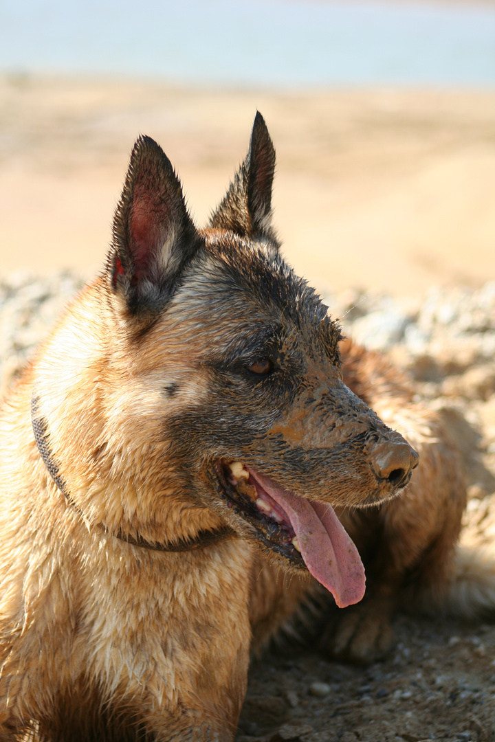 Malinois Ellex