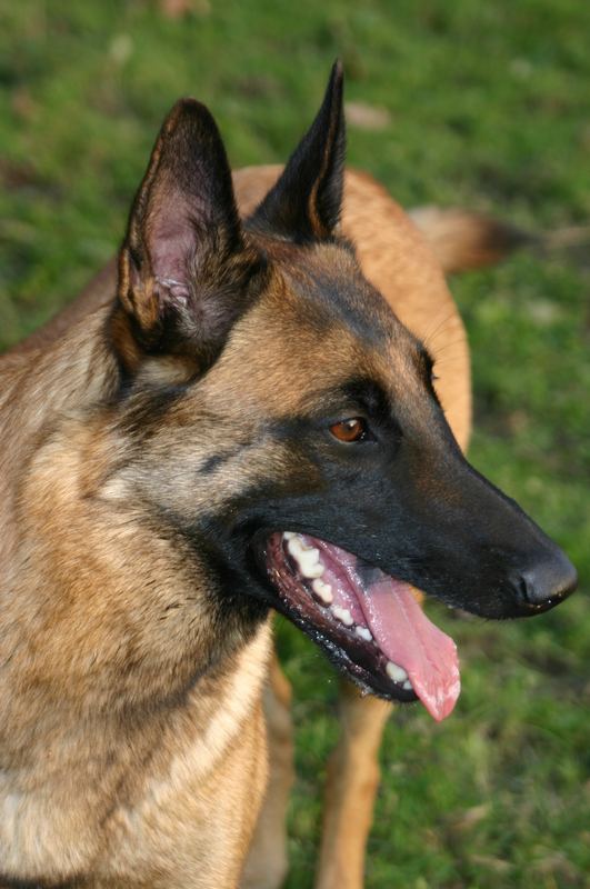 Malinois Hündin