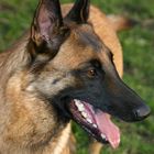 Malinois Hündin