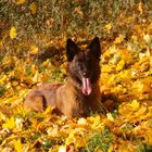 Malinois Hündin Cara Herbst