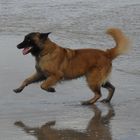 Malinois-Hündin