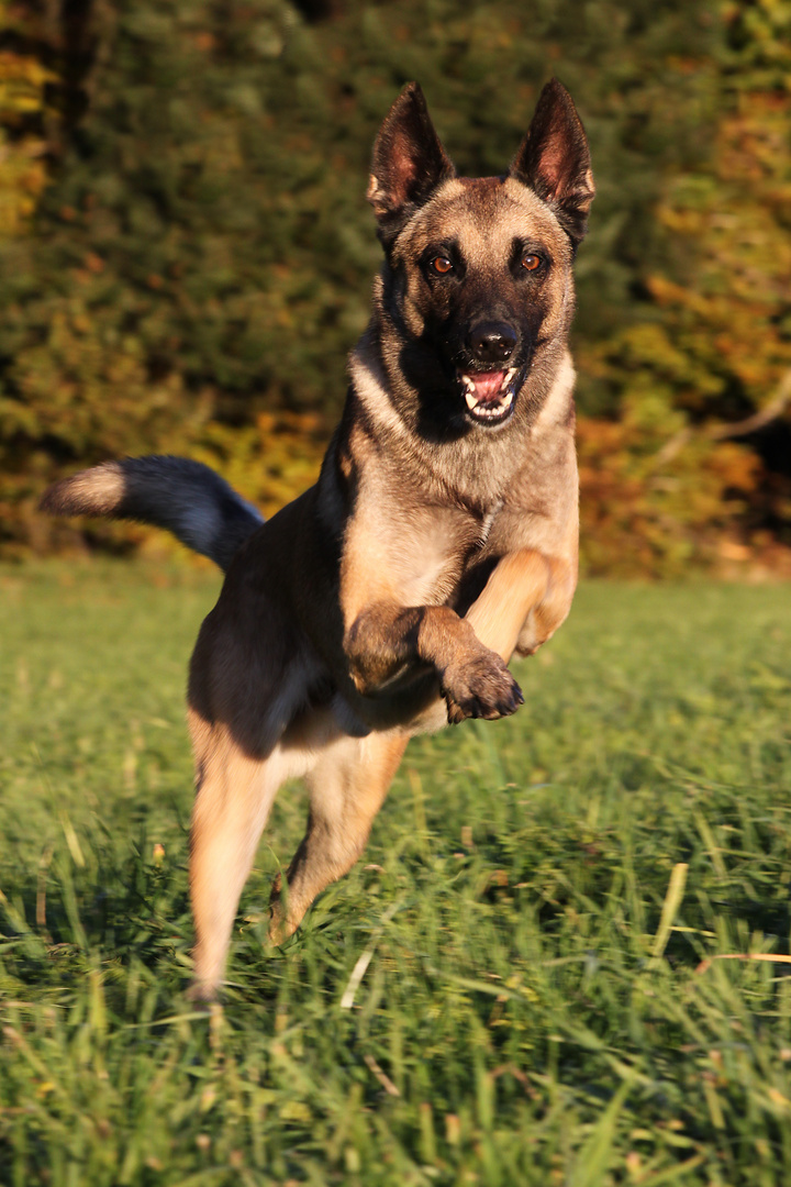 Malinois im Bayerwald