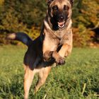 Malinois im Bayerwald