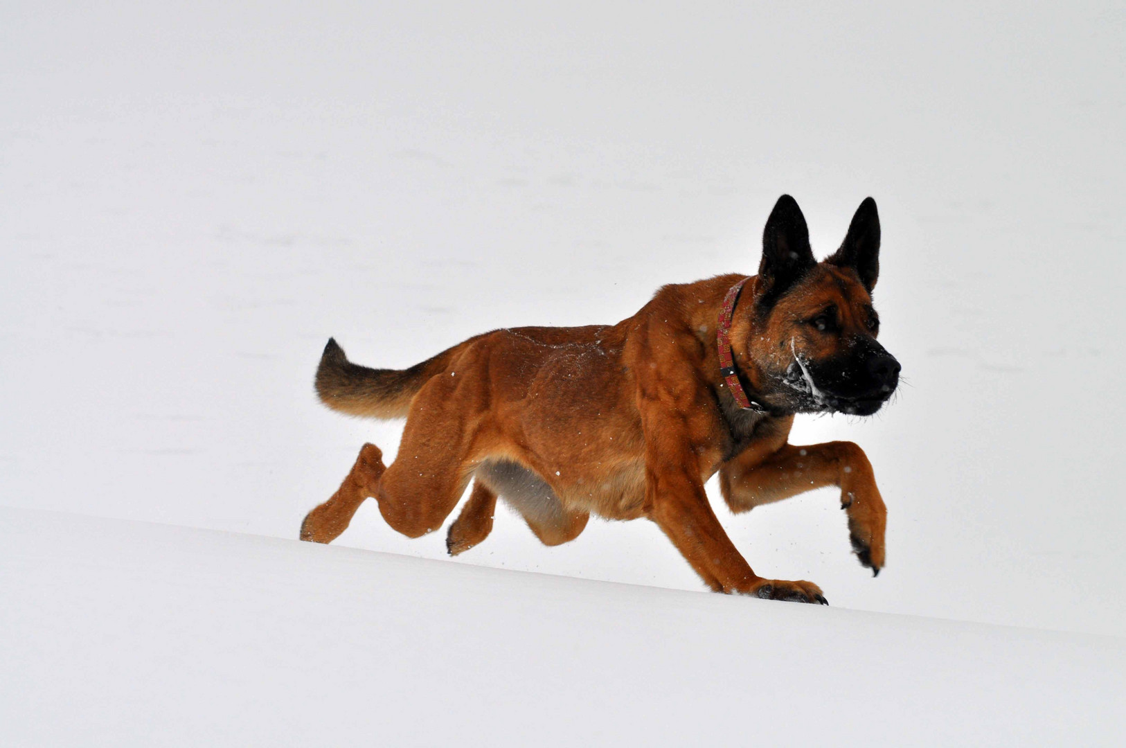 Malinois im Schnee