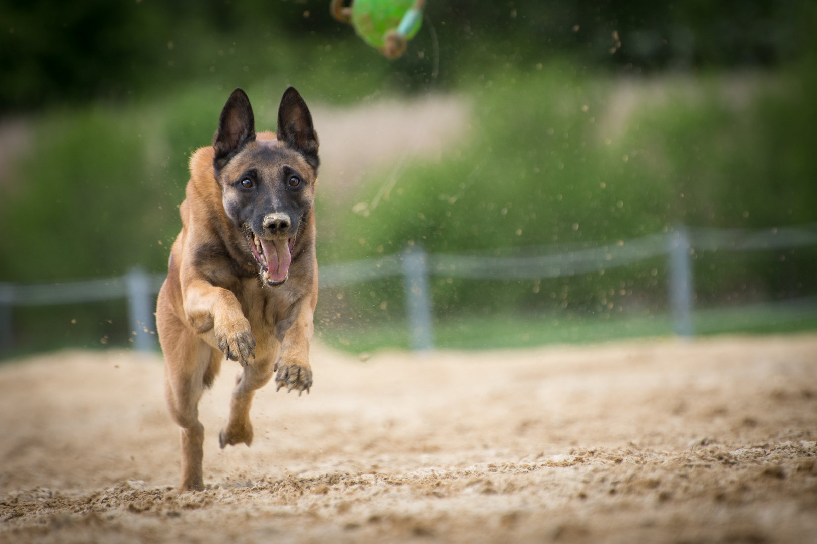 Malinois in Action Teil 2