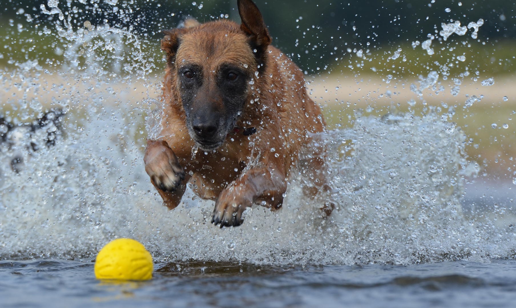 Malinois in seinem Element