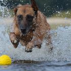 Malinois in seinem Element