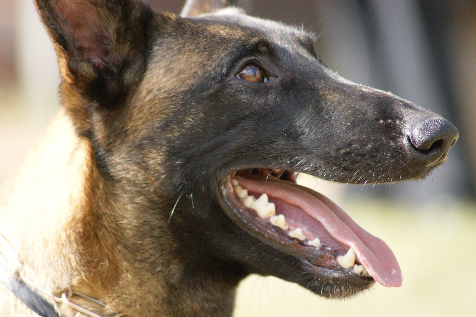 Malinois Junge