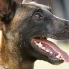 Malinois Junge