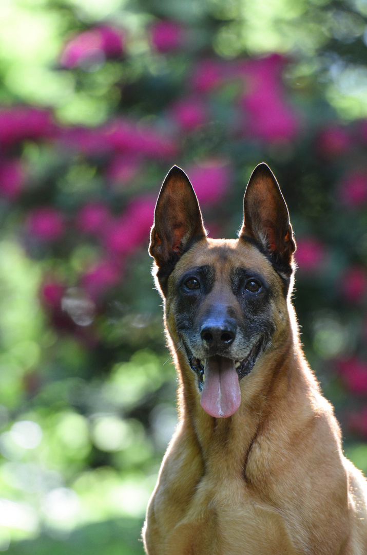 Malinois Kerou