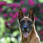 Malinois Kerou