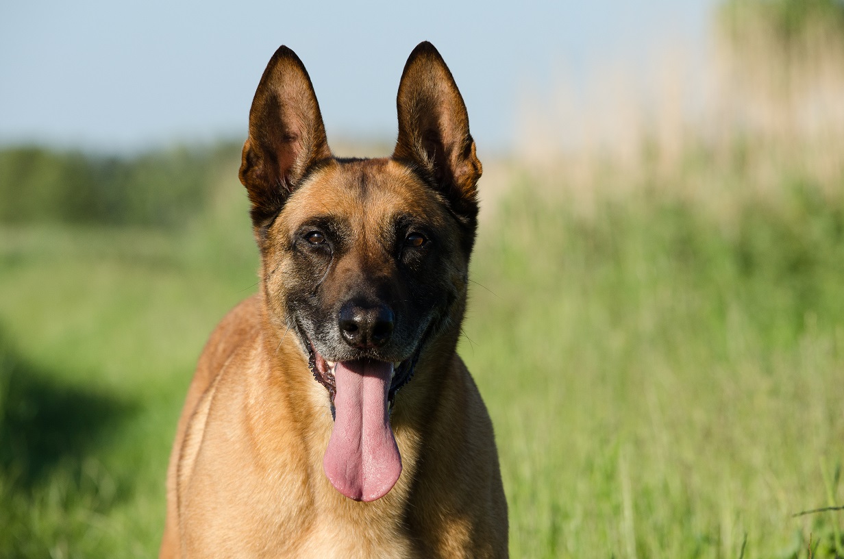 Malinois Kerou