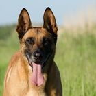 Malinois Kerou