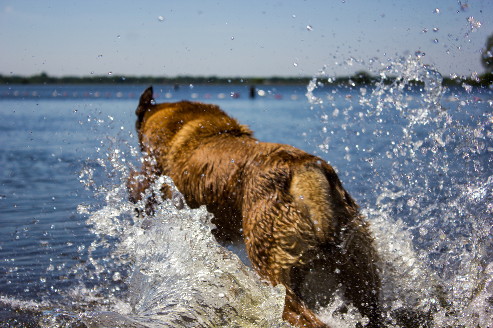 Malinois Kerou in seinem Element