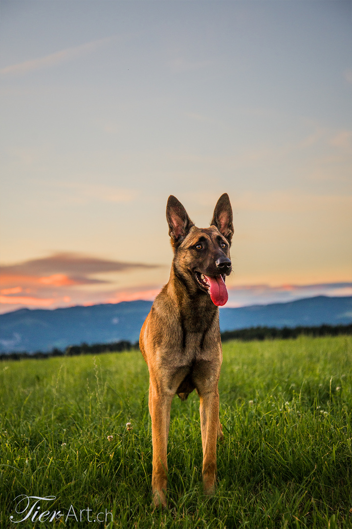 Malinois Litchi