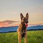 Malinois Litchi