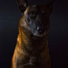 Malinois Lowkey Portrait