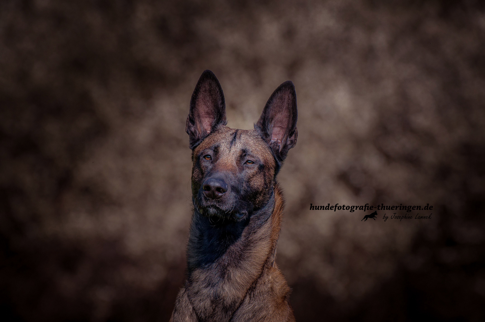 Malinois Marley