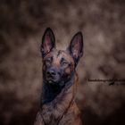 Malinois Marley