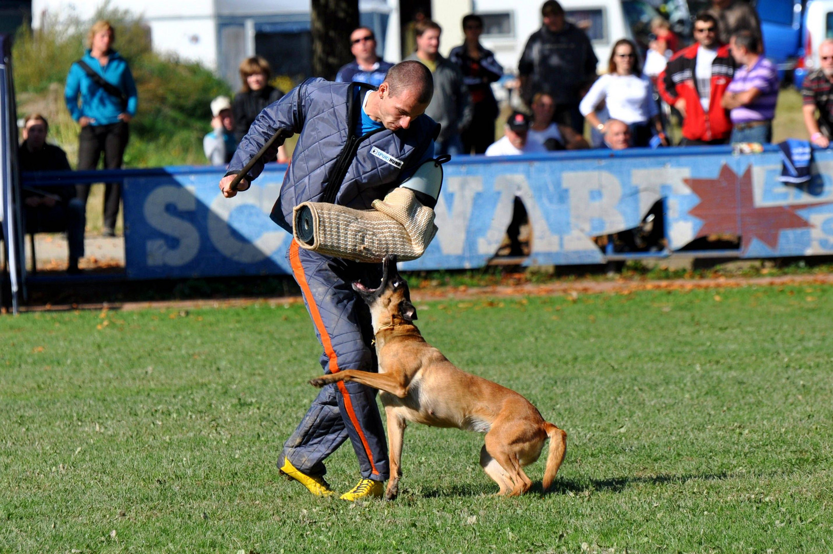 Malinois mit großen Augen