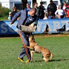 Malinois mit großen Augen