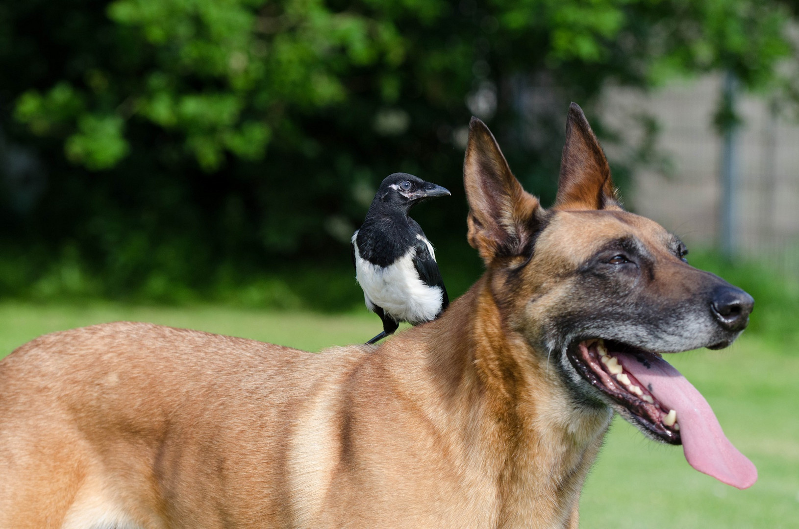 Malinois mit Vogel