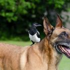 Malinois mit Vogel