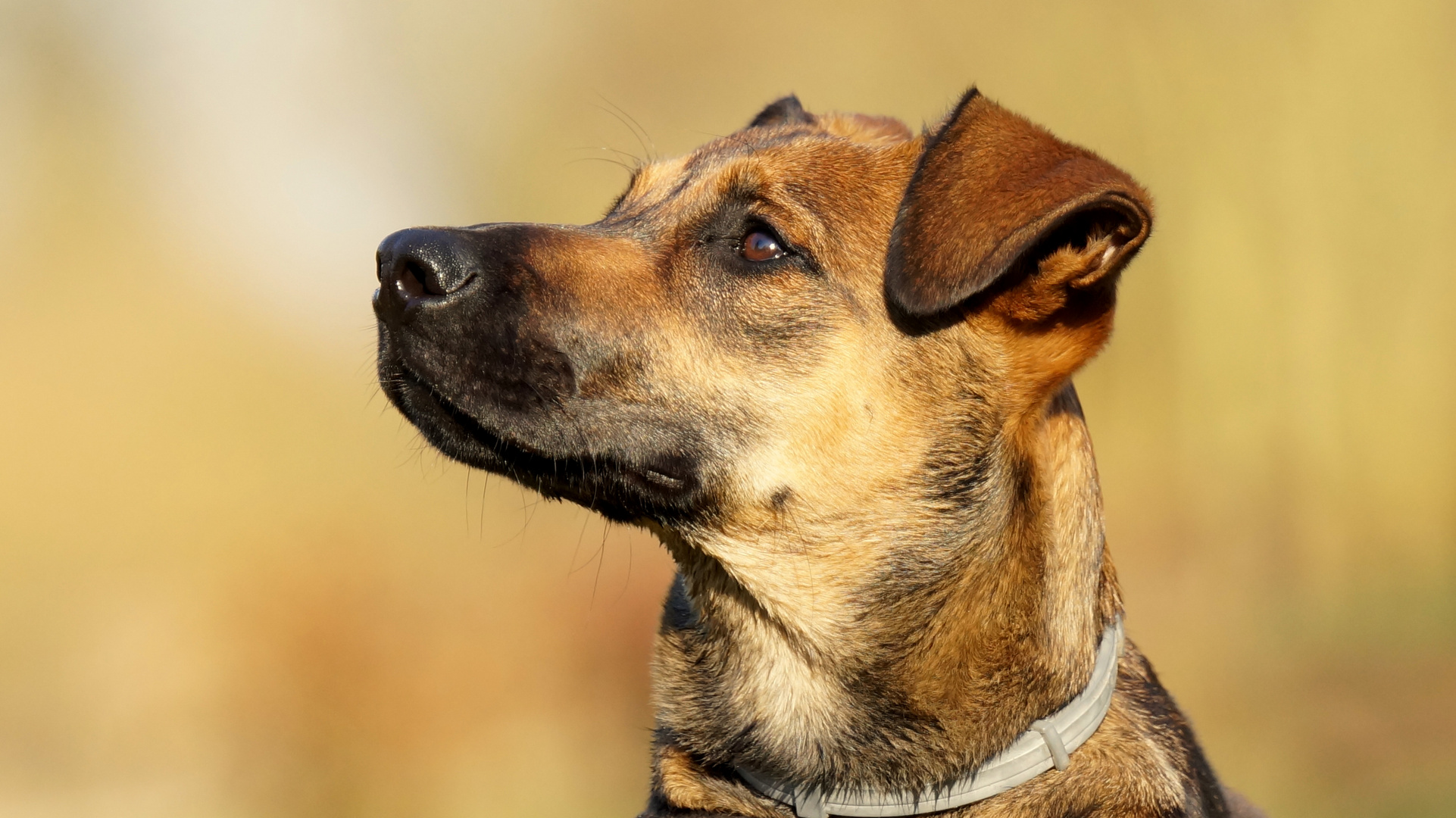 Malinois - Mix