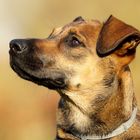 Malinois - Mix