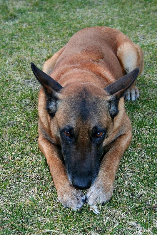 Malinois, müde oder erschöpft?