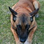 Malinois, müde oder erschöpft?