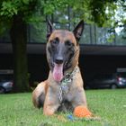 Malinois perplex