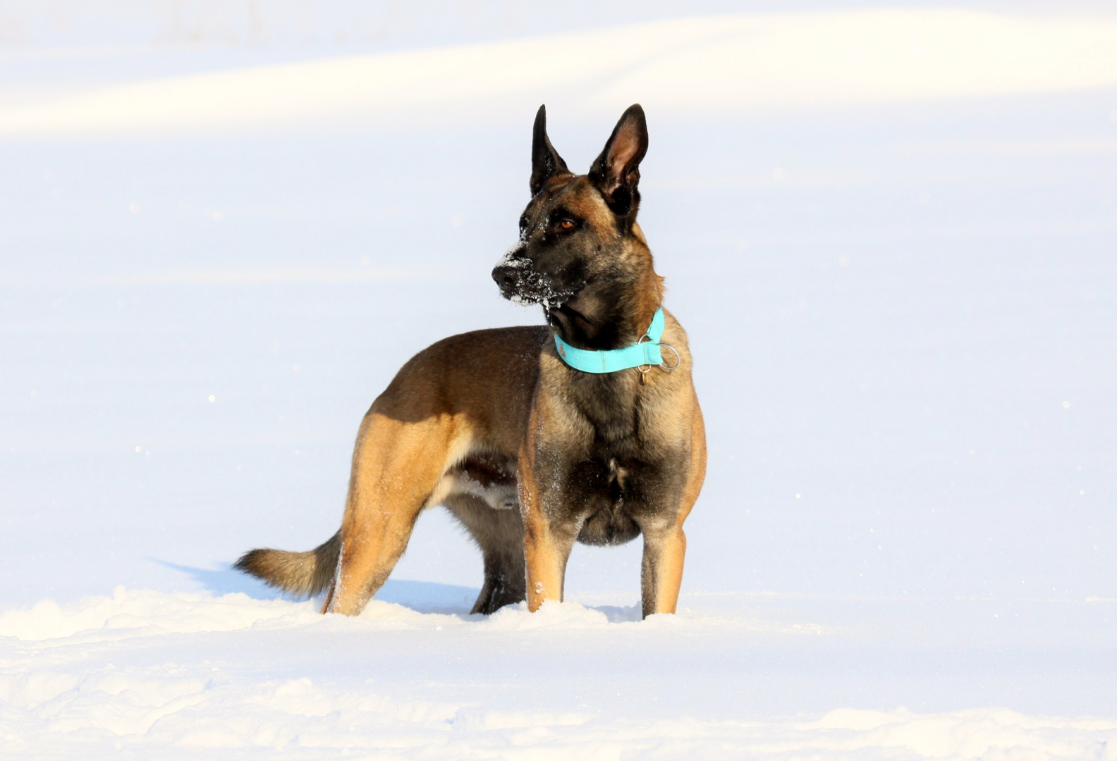 Malinois Rowdy im Schnee!