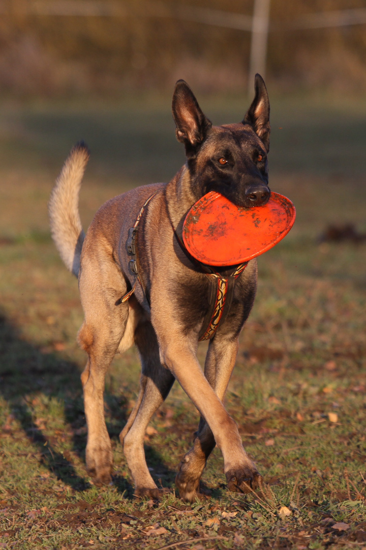 Malinois Rowdy und sein Frisbee!