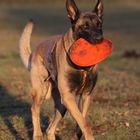 Malinois Rowdy und sein Frisbee!