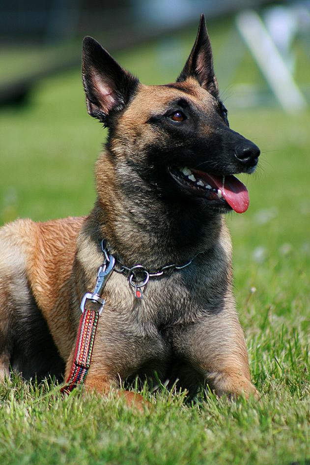 Malinois Treffen in Magdeburg