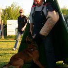 Malinois Treffen in Magdeburg.... verbellen