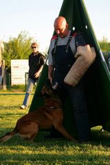 Malinois Treffen in Magdeburg.... verbellen