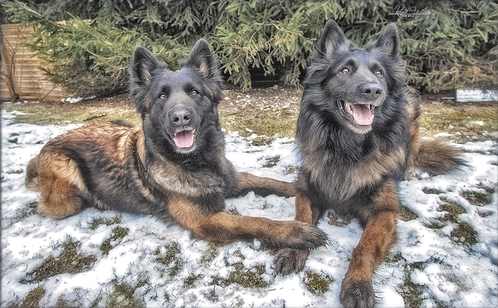 Malinois und Tervueren vom Gailtal