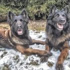 Malinois und Tervueren vom Gailtal