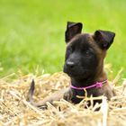 Malinois Welpe Tazz