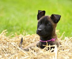 Malinois Welpe Tazz