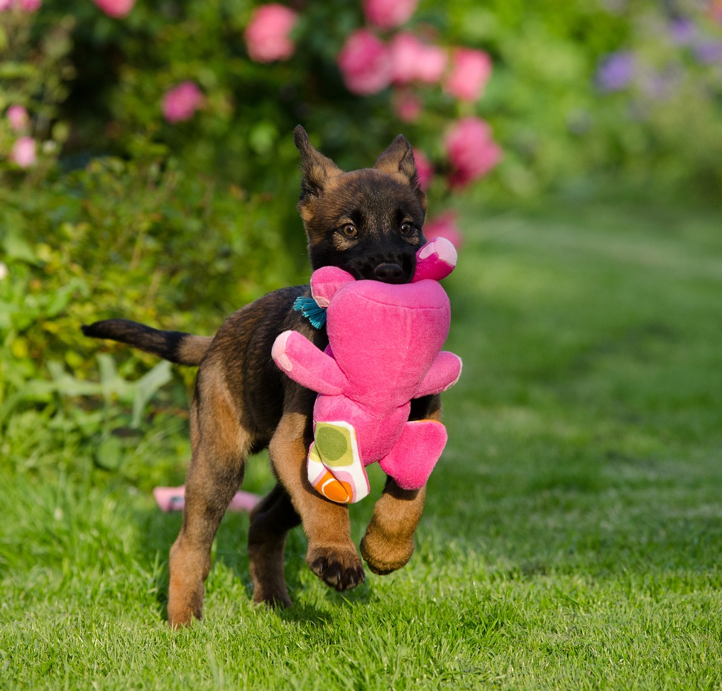 Malinoiswelpe Tari, auch liebevoll Zwergli genannt.