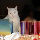 Malkatzen