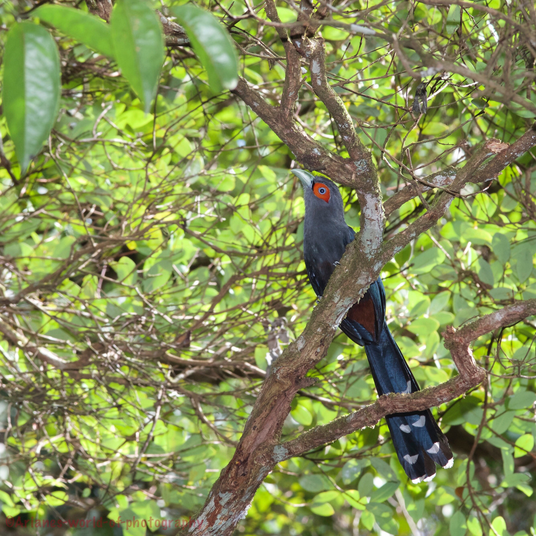 Malkoha