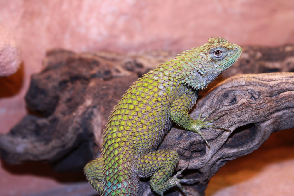 Mallachit Stachelleguan - Männchen